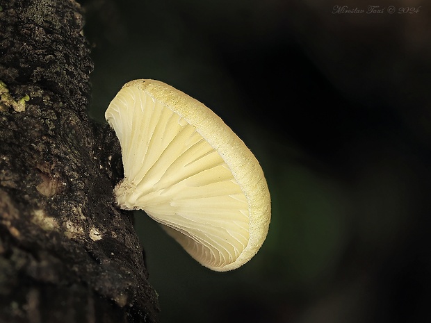 húževnatec voňavý Lentinus suavissimus Fr.