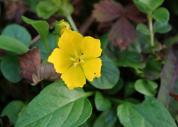 čerkáč peniažtekový Lysimachia nummularia L.