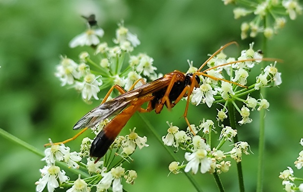 lumok Opheltes glaucopterus (Linnaeus, 1758)