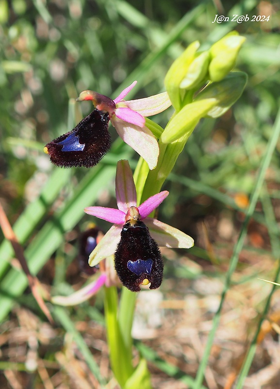 hmyzovník bertoloniho Ophrys bertolonii Moretti