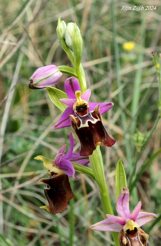 hmyzovník Ophrys holoserica subsp. apulica (O. et E. Danesch) Buttler