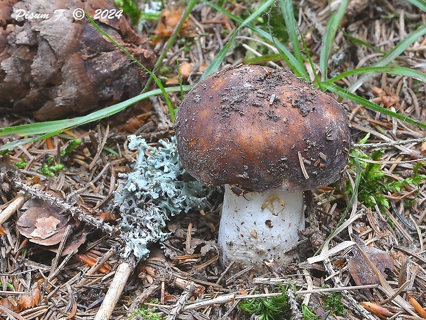 plávka lasičia Russula mustelina Fr.