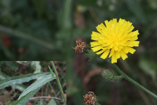 mlieč zelinný Sonchus oleraceus L.