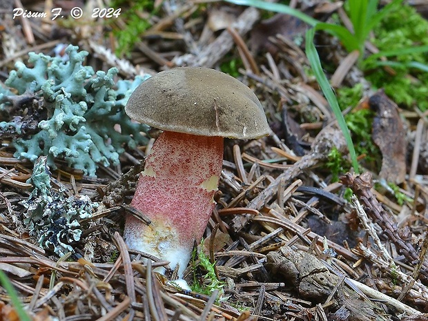 hríb zrnitohlúbikový Sutorius luridiformis (Rostk.) G. Wu & Zhu L. Yang