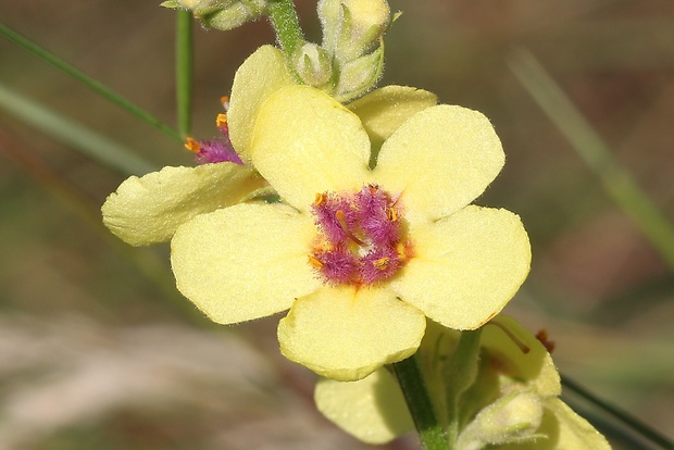 divozel čierny Verbascum nigrum L.