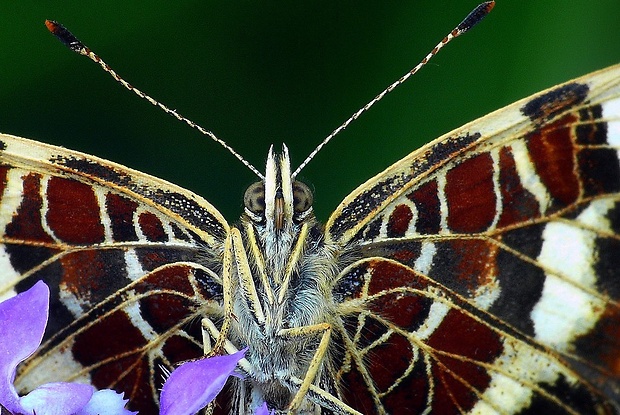 babôčka sieťkovaná (sk) / babočka síťkovaná (cz) Araschnia levana (Linnaeus, 1758)