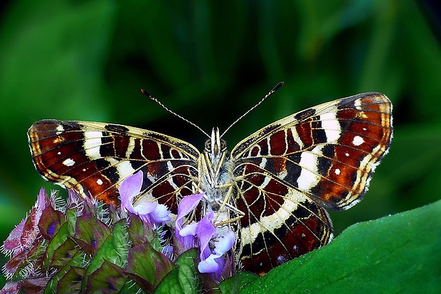 babôčka sieťkovaná (sk) / babočka síťkovaná (cz) Araschnia levana (Linnaeus, 1758)