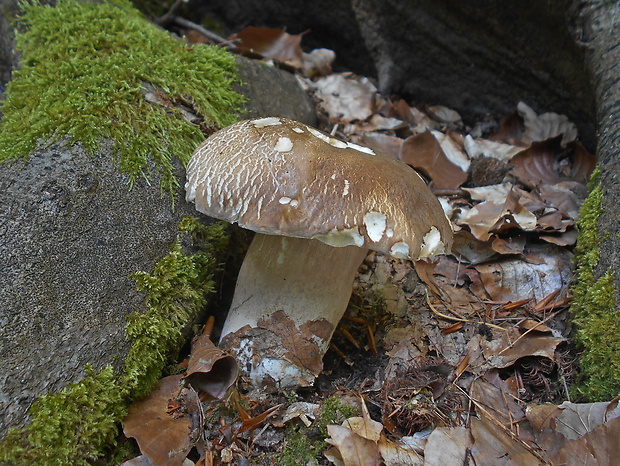 hríb dubový Boletus reticulatus Schaeff.