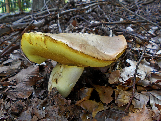 hríb príveskatý Butyriboletus appendiculatus (Schaeff. ex Fr.) Secr.