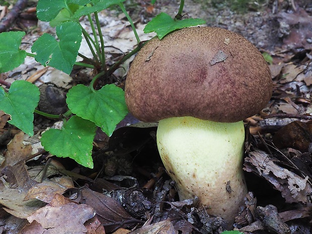 hríb príveskatý Butyriboletus appendiculatus (Schaeff. ex Fr.) Secr.