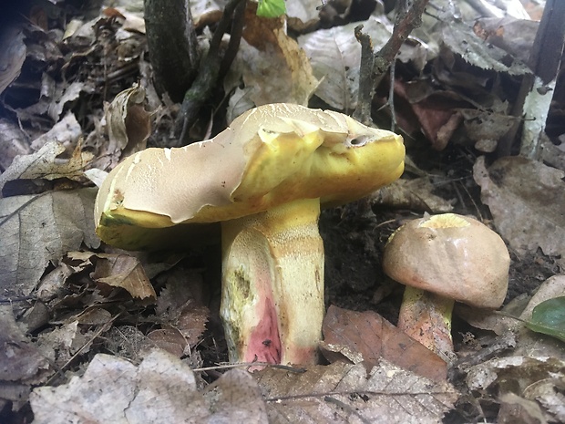 hríb nádherný Butyriboletus fuscoroseus (Smotl.) Vizzini & Gelardi