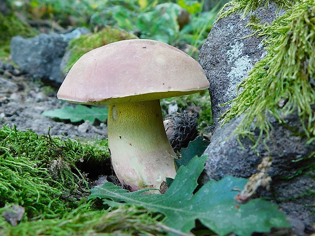 hríb nádherný Butyriboletus fuscoroseus (Smotl.) Vizzini & Gelardi