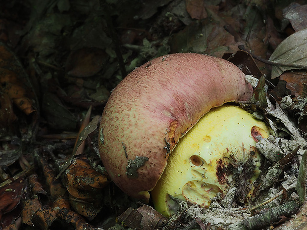 hríb kráľovský Butyriboletus regius (Krombh.) D. Arora & J.L. Frank