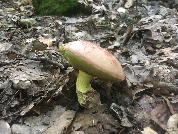 hríb kráľovský Butyriboletus regius (Krombh.) D. Arora & J.L. Frank