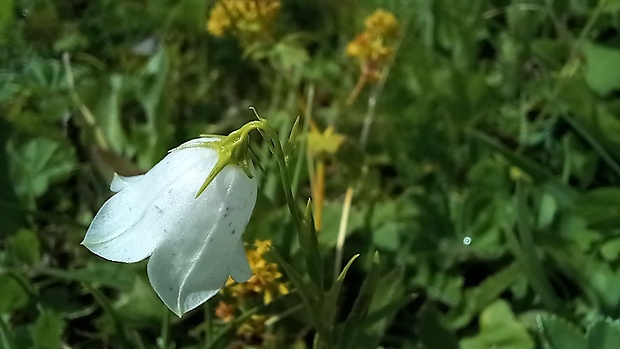 zvonček Campanula sp.