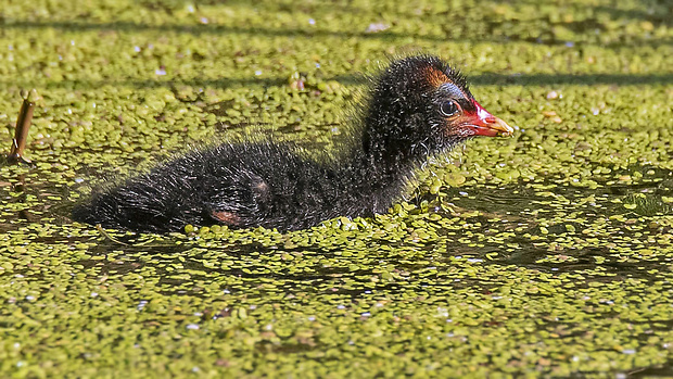 sliepočka vodná Gallinula chloropus