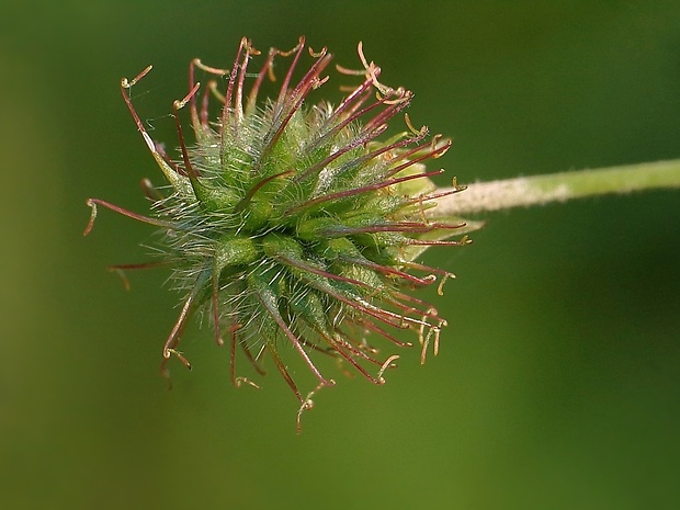 kuklík mestský Geum urbanum L.