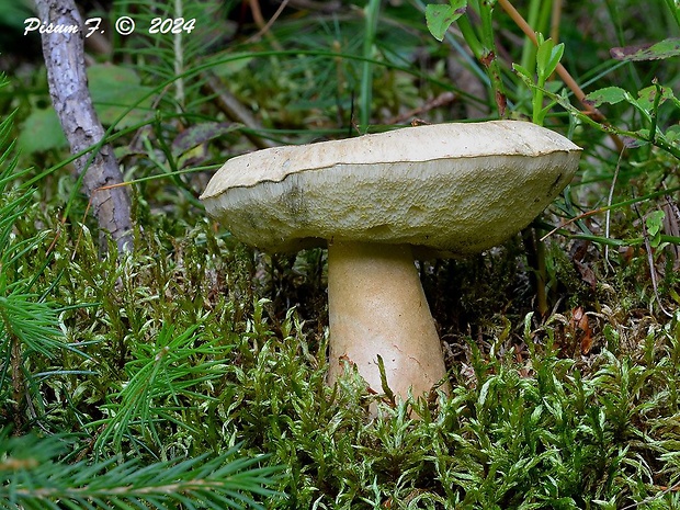 hríbnik modrejúci Gyroporus cyanescens (Bull.) Quél.