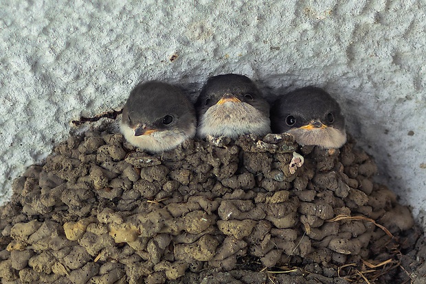 lastovička domová Hirundo rustica