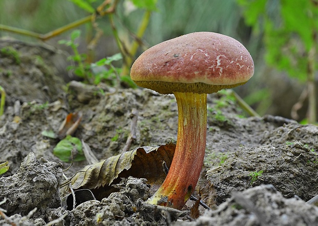 suchohríb karmínový Hortiboletus rubellus (Krombh.) Simonini, Vizzini & Gelardi