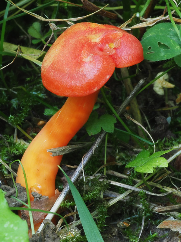 lúčnica žiarivá Hygrocybe fulgens Fuljer, Kautmanová & Boertm.