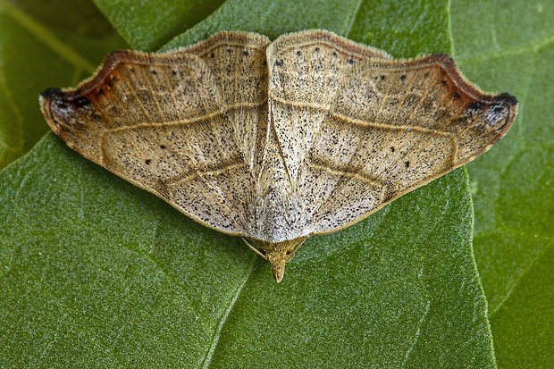 stužkavec lišajníkový Laspeyria flexula (Denis & Schiffermüller, 1775)