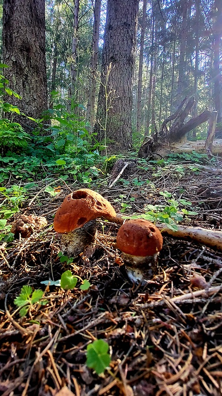 kozák smrekový Leccinum piceinum Pilát & Dermek