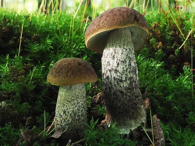 kozák hrabový Leccinum pseudoscabrum (Kallenb.) Šutara