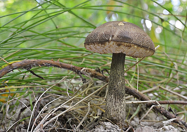 kozák hrabový Leccinum pseudoscabrum (Kallenb.) Šutara