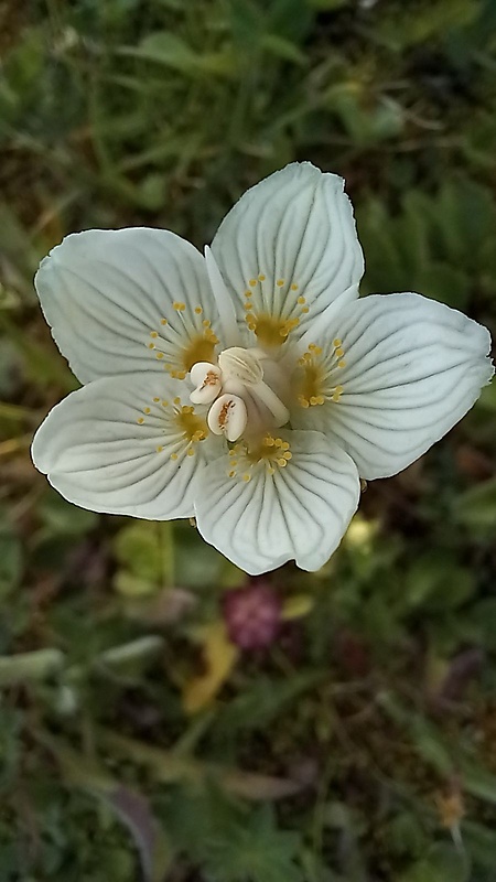 bielokvet močiarny Parnassia palustris L.