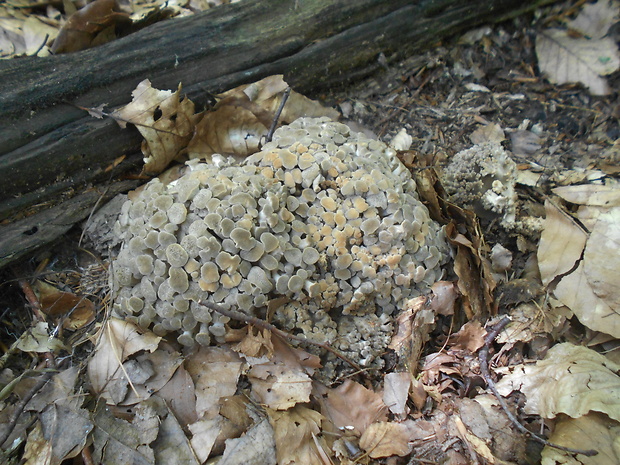 trúdnik klobúčkatý Polyporus umbellatus (Pers.) Fr.