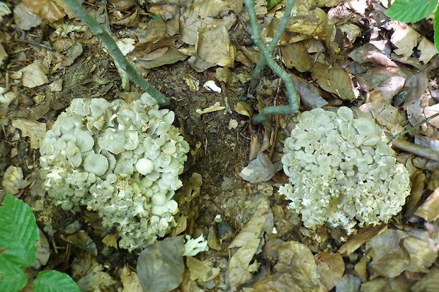 trúdnik klobúčkatý Polyporus umbellatus (Pers.) Fr.