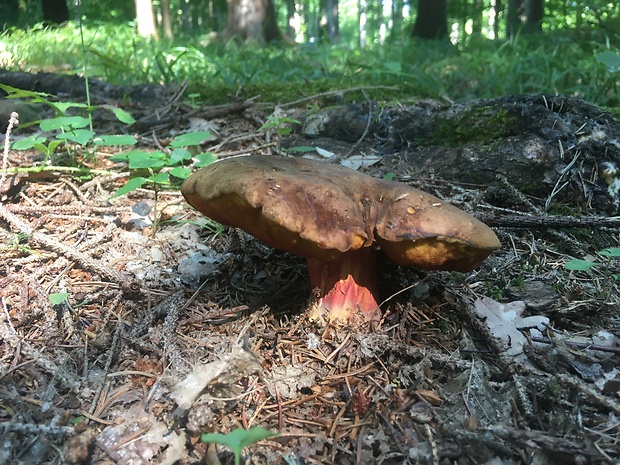 hríb zrnitohlúbikový Sutorius luridiformis (Rostk.) G. Wu & Zhu L. Yang