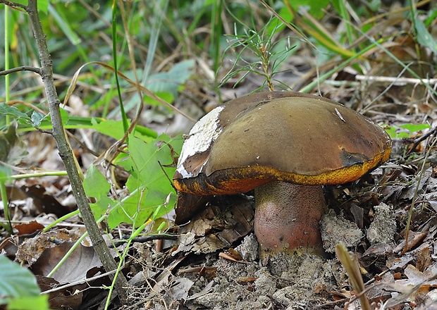 hríb zrnitohlúbikový Sutorius luridiformis (Rostk.) G. Wu & Zhu L. Yang