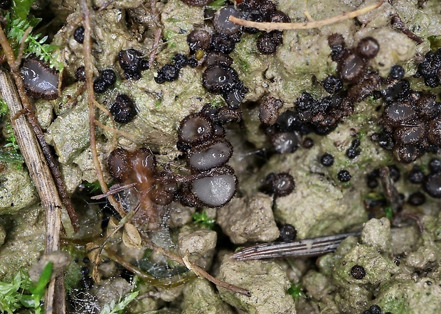 trichoféa Trichophaea sp.