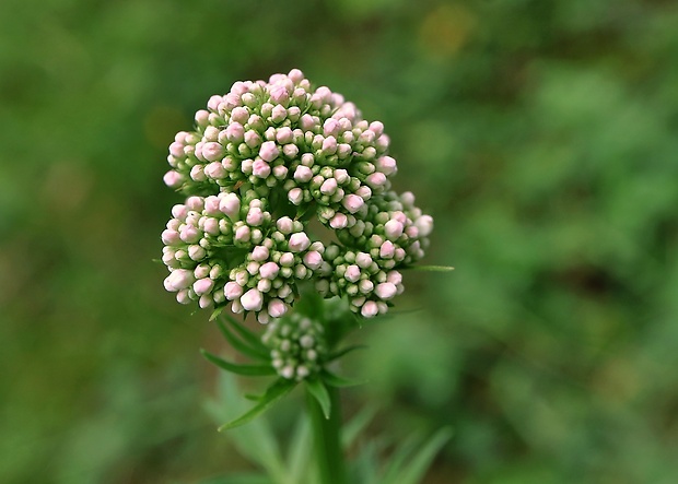 valeriána lekárska Valeriana officinalis L.