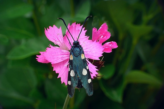 vretienka ranostajová (sk) / vřetenuška čičorková (cz) Zygaena ephialtes (Linnaeus, 1767)