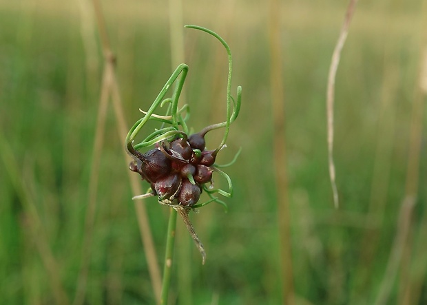 cesnak poľný Allium vineale L.