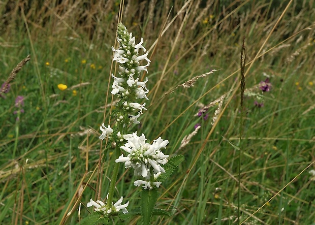 betonika lekárska Betonica officinalis L.