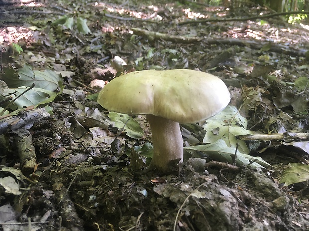 hríb dubový Boletus reticulatus Schaeff.