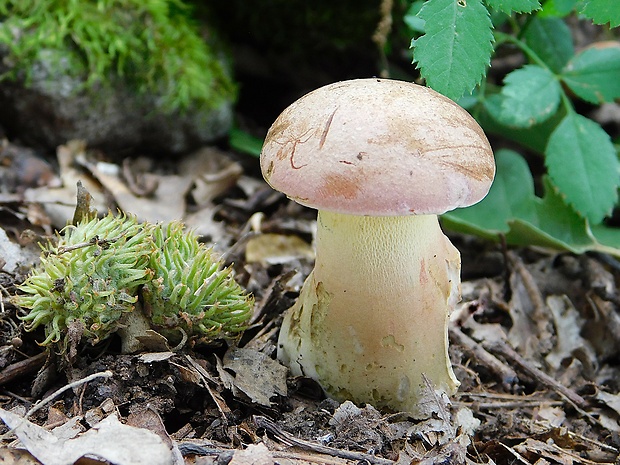 hríb nádherný Butyriboletus fuscoroseus (Smotl.) Vizzini & Gelardi