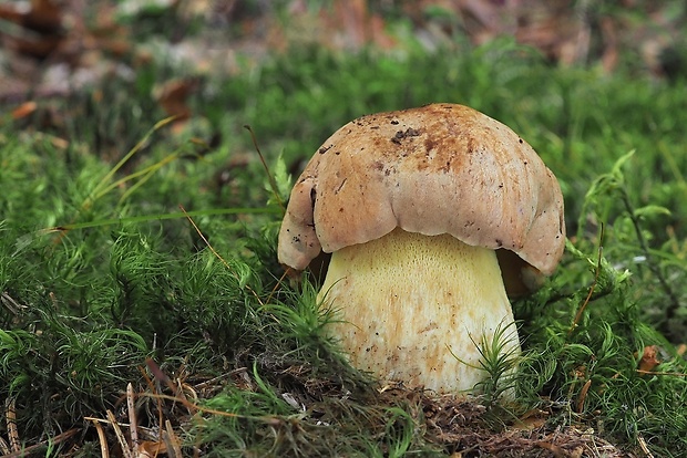 hríb horský Butyriboletus subappendiculatus (Dermek, Lazebn. & J. Veselský) D. Arora & J.L. Frank