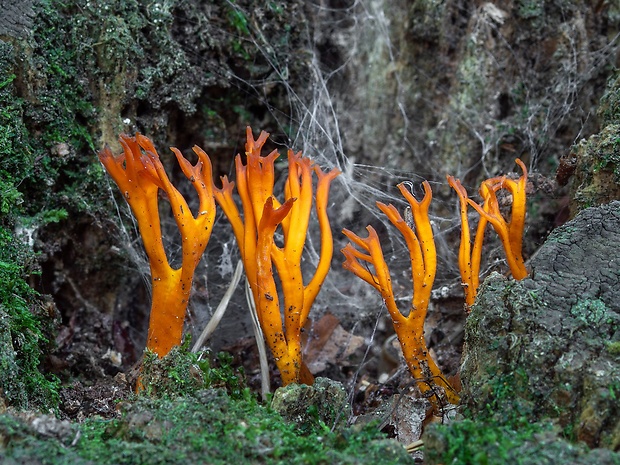 parôžkovec lepkavý Calocera viscosa (Pers.) Fr.