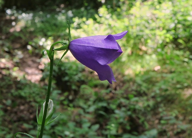 zvonček broskyňolistý Campanula persicifolia L.