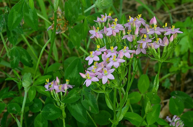 zemežlč menšia Centaurium erythraea Rafn