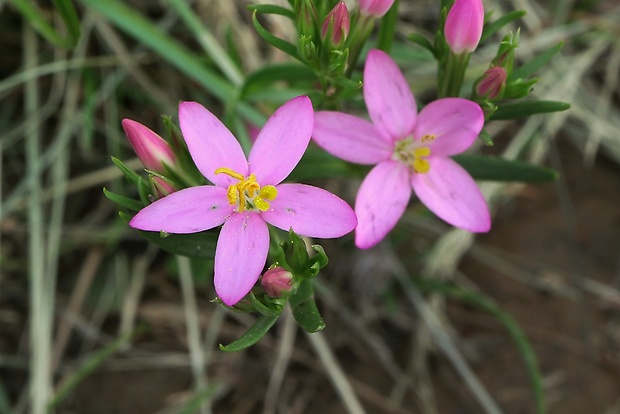 zemežlč menšia Centaurium erythraea Rafn