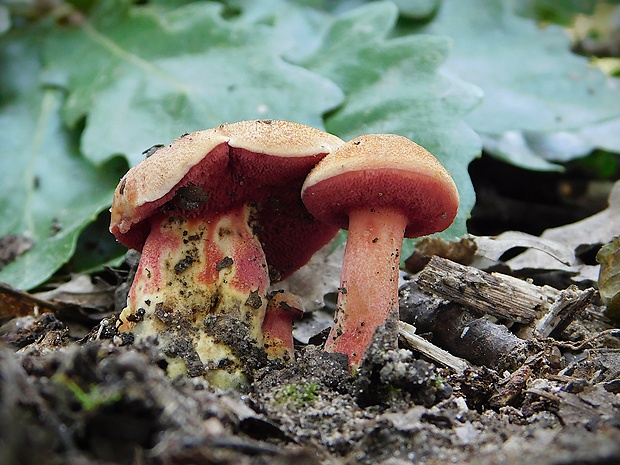 rubínovec obyčajný Chalciporus rubinus (W.G. Sm.) Singer