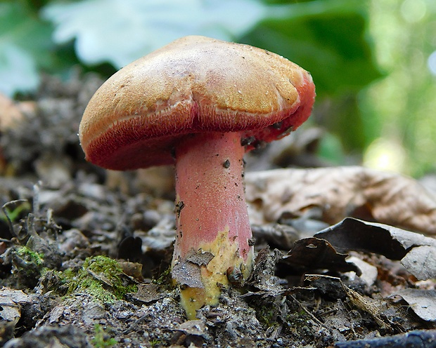 rubínovec obyčajný Chalciporus rubinus (W.G. Sm.) Singer