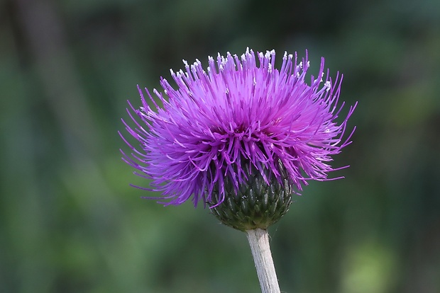 pichliač sivý Cirsium canum (L.) All.