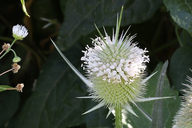 štetka laločnatá Dipsacus laciniatus L.